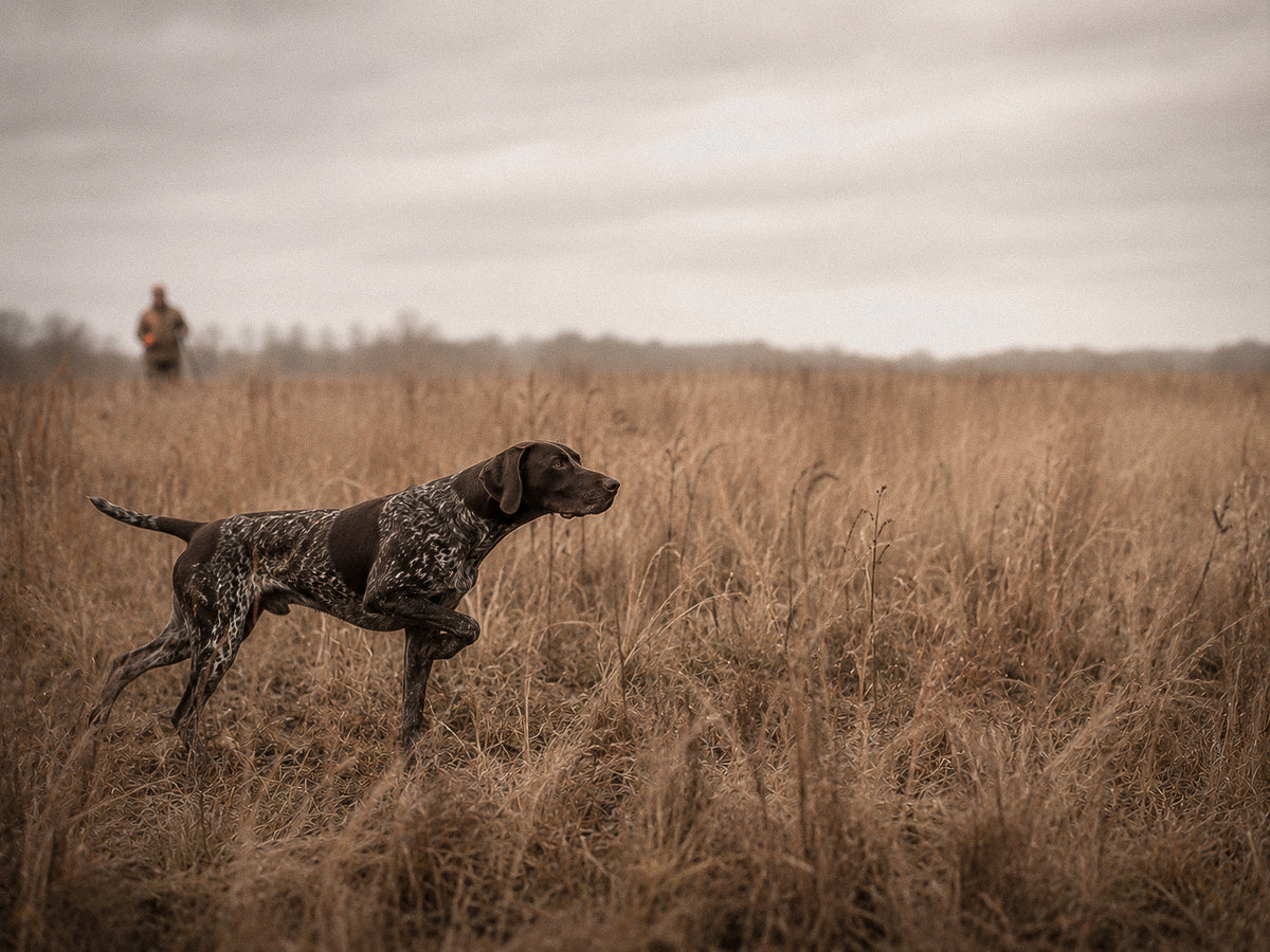 Working dog at first light