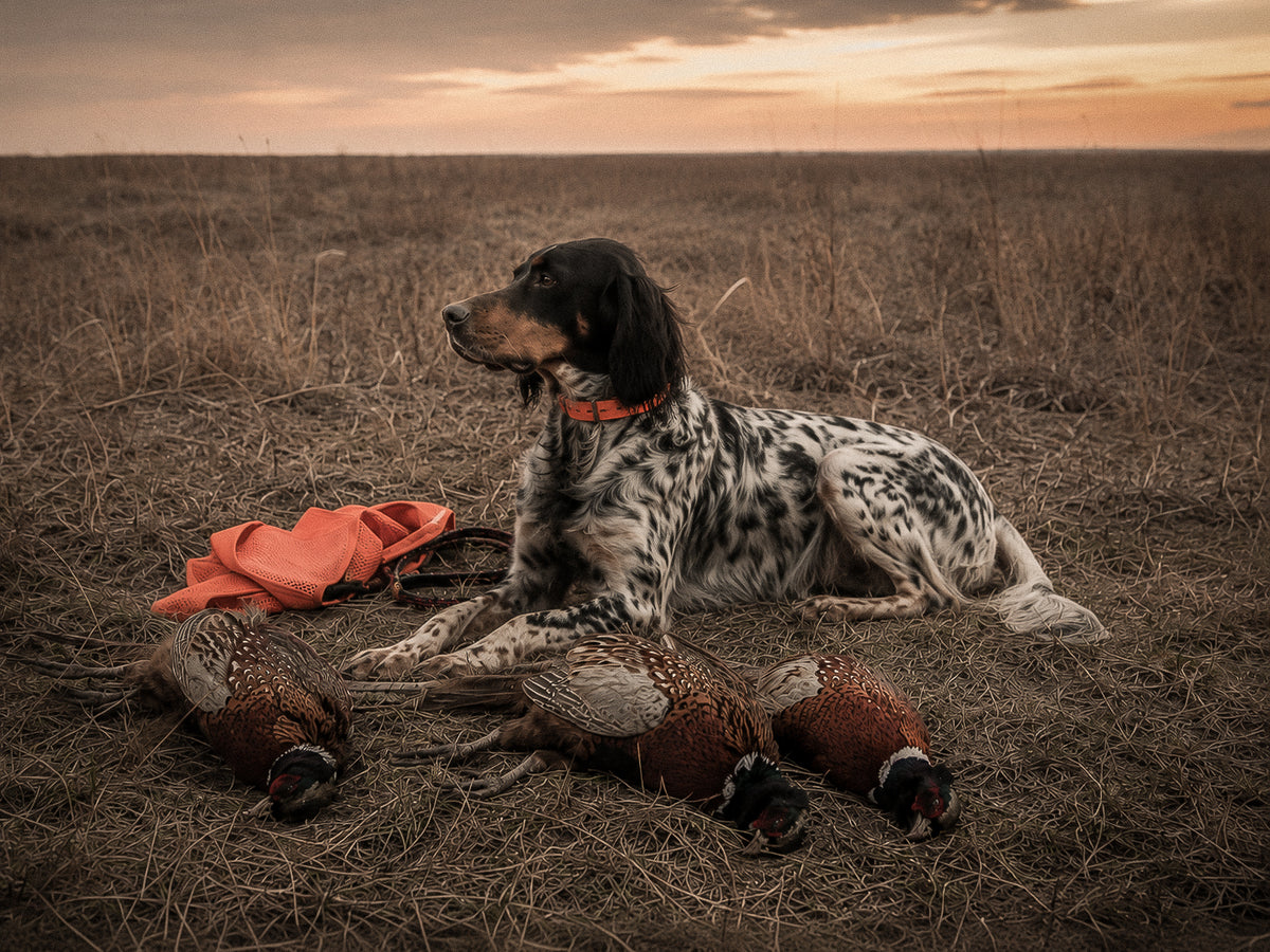 Dog steady and attentive in the field
