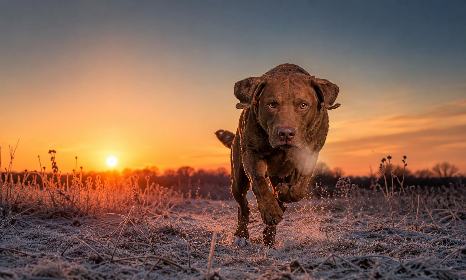 Working gun dog on point in the field