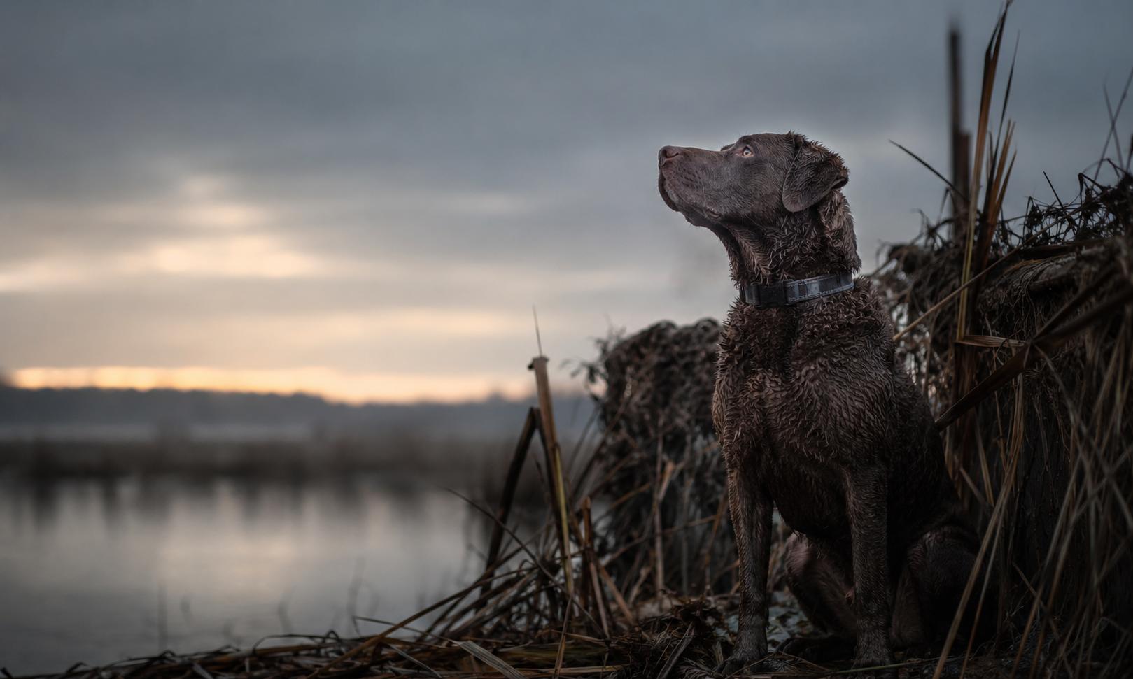 KENAI working dog in the field