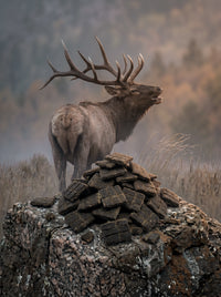 Joint Guard — Wild Game Formula 2