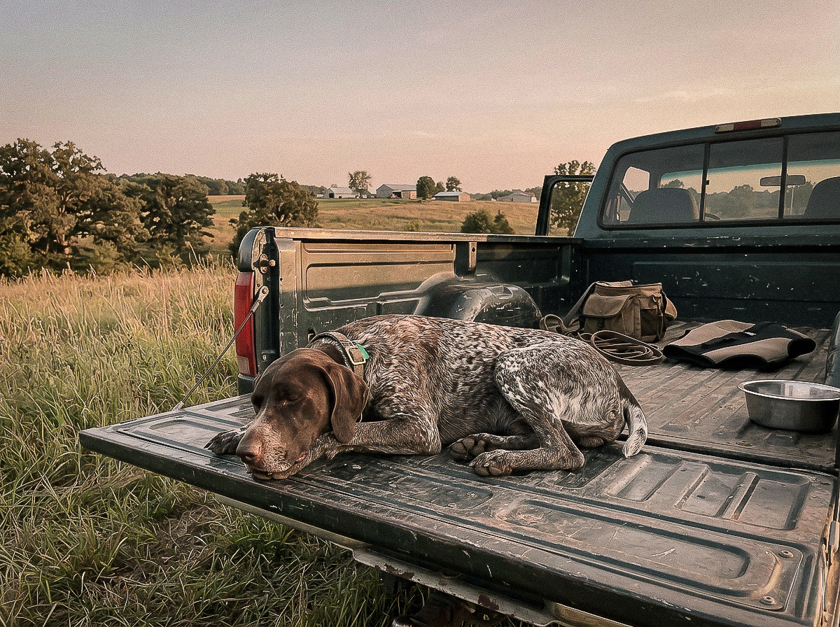 Dog at the end of a working day