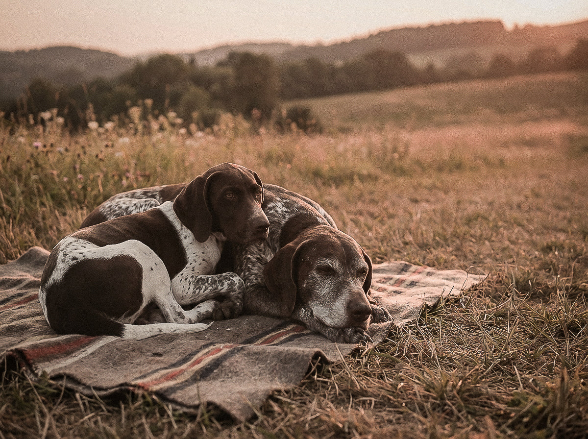 Young dog and seasoned dog