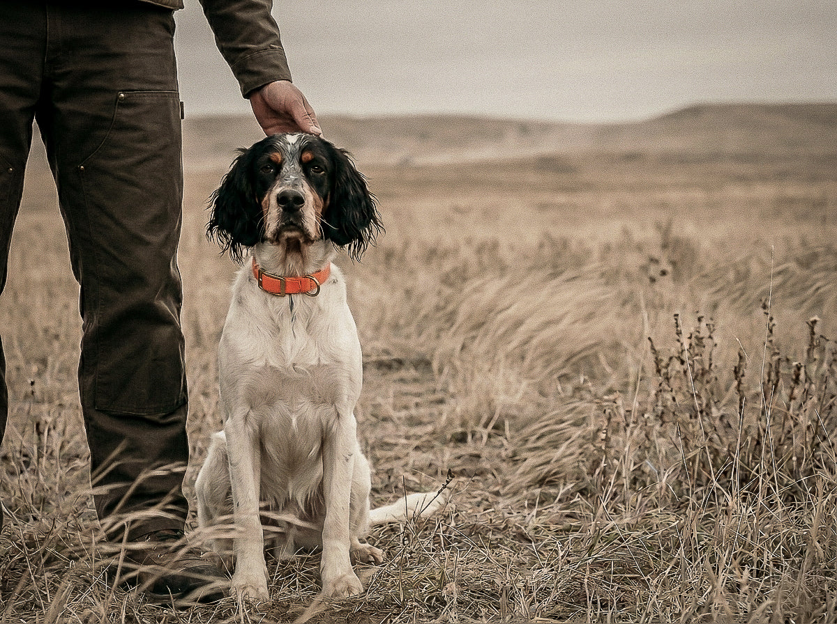 Dog working a long season