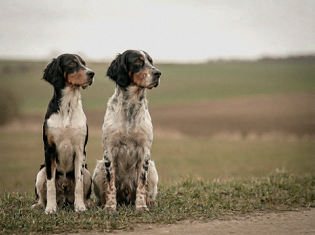 Young dog and seasoned dog