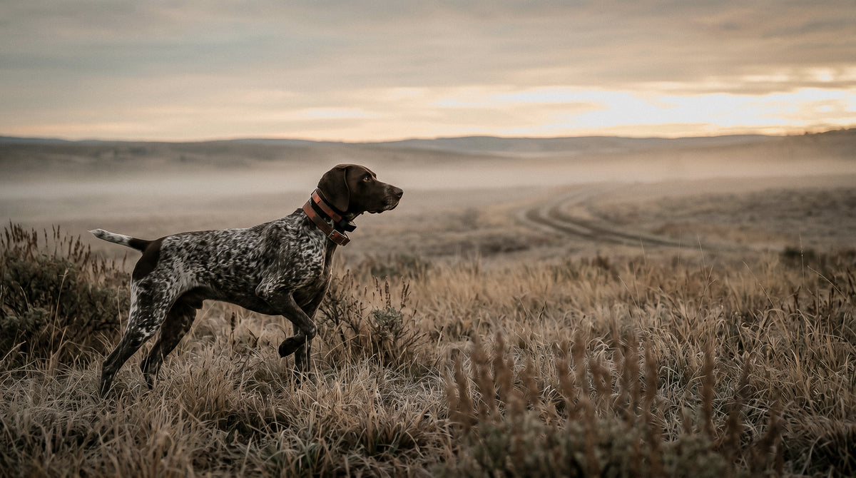 Dog through back-to-back hunting days
