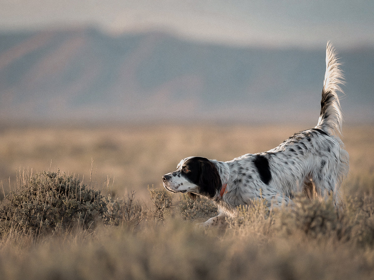 Dog steady through a demanding season