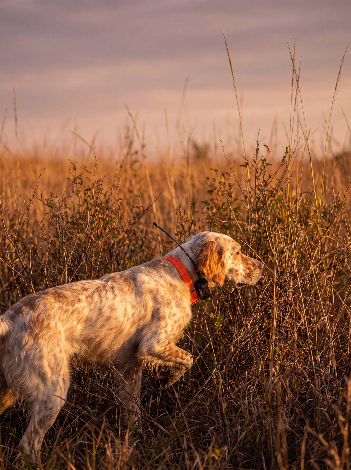 A setter moving into a fencerow at first light