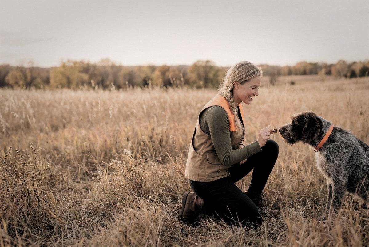 A handler kneels in upland grass and gives her Wirehaired Pointing Griffon a Drive Square from her open hand